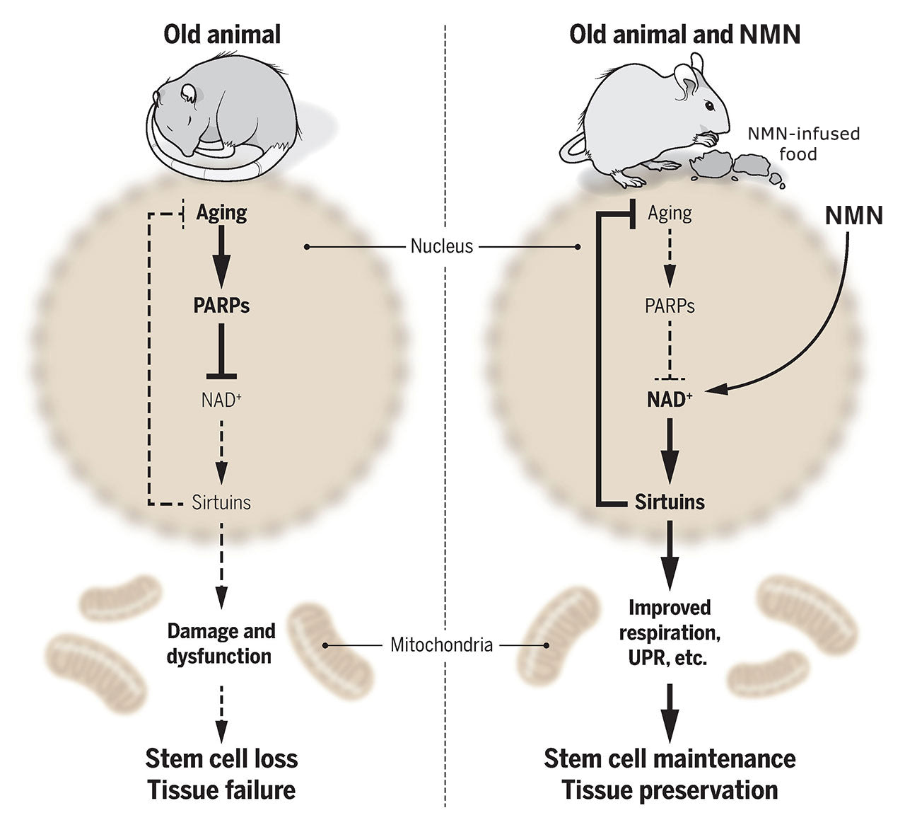 Nutriop Longevityยฎ PURE-NMN Nicotinamide Mononucleotide Extreme Potency sublingual powder -15 grams