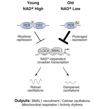NAD+, Sirkadiyen Ritim ve Yaşlanma Karşıtı ile ilgili en yeni bulgular