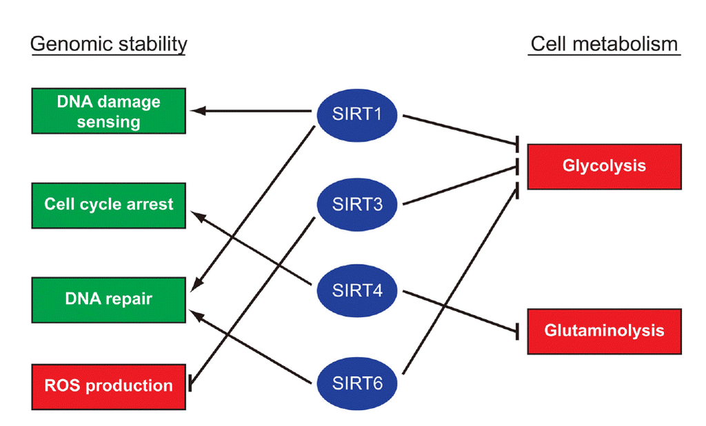 "The Longevity Gene (SIRT1), NAD+ and Cellular Metabolism: What You Should Know"