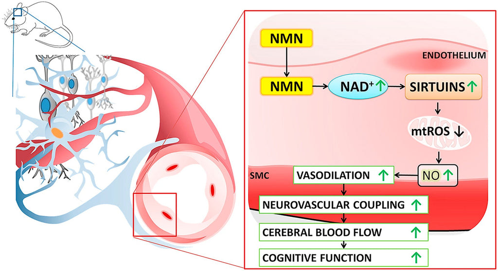 Suplementación de NAD y Salud Cognitiva - Prevención y Restauración