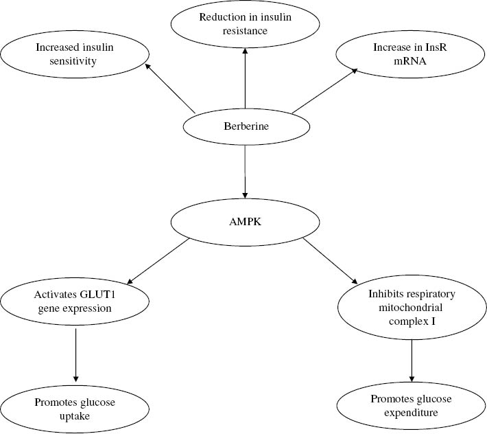 Health Benefits of Berberine