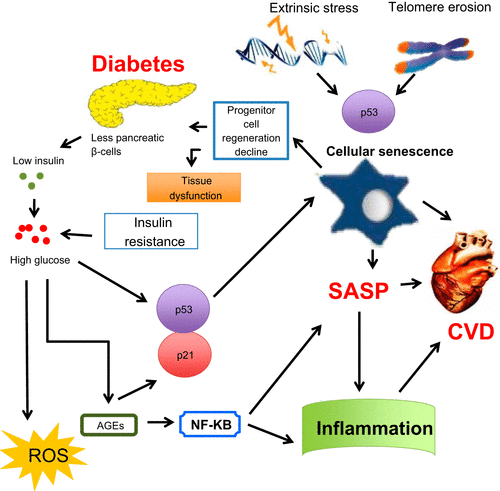 Cellular Senescence And Aging - What You Can Do