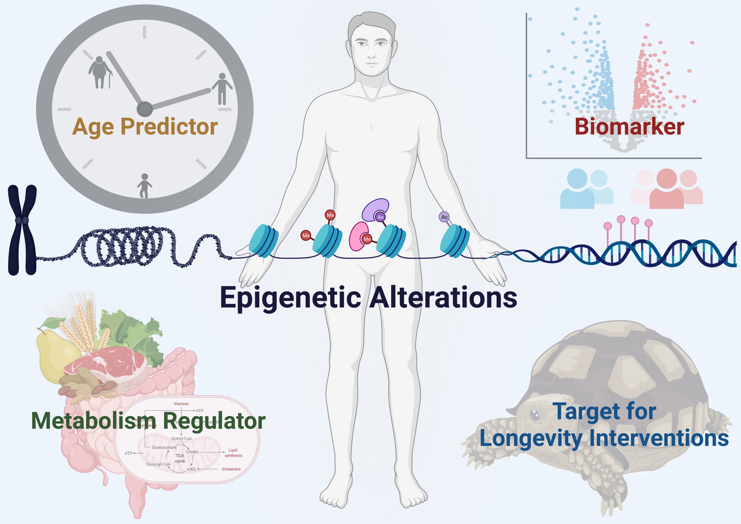 Epigenic Reprogramming Epigenetic Age Acceleration and Its Link to Healthy Longevity in Older ...