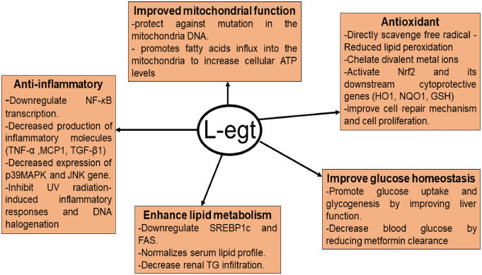 Ergothionein: slibný biomarker spojující zdravé stravovací návyky se sníženým rizikem kardiometabolických onemocnění a úmrtnosti