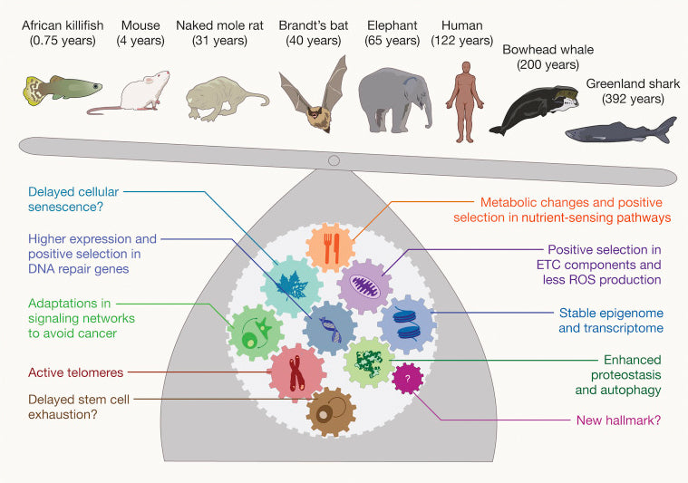 Genetics, Longevity and Cancer - Current Research Uncovers Surprising Findings