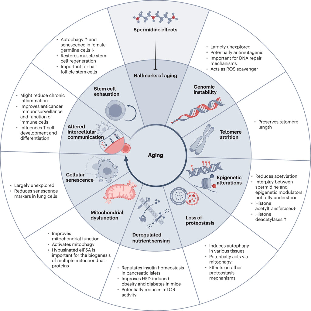 Spermidine-Induced Autophagy: Unlocking the Secrets to Geroprotection