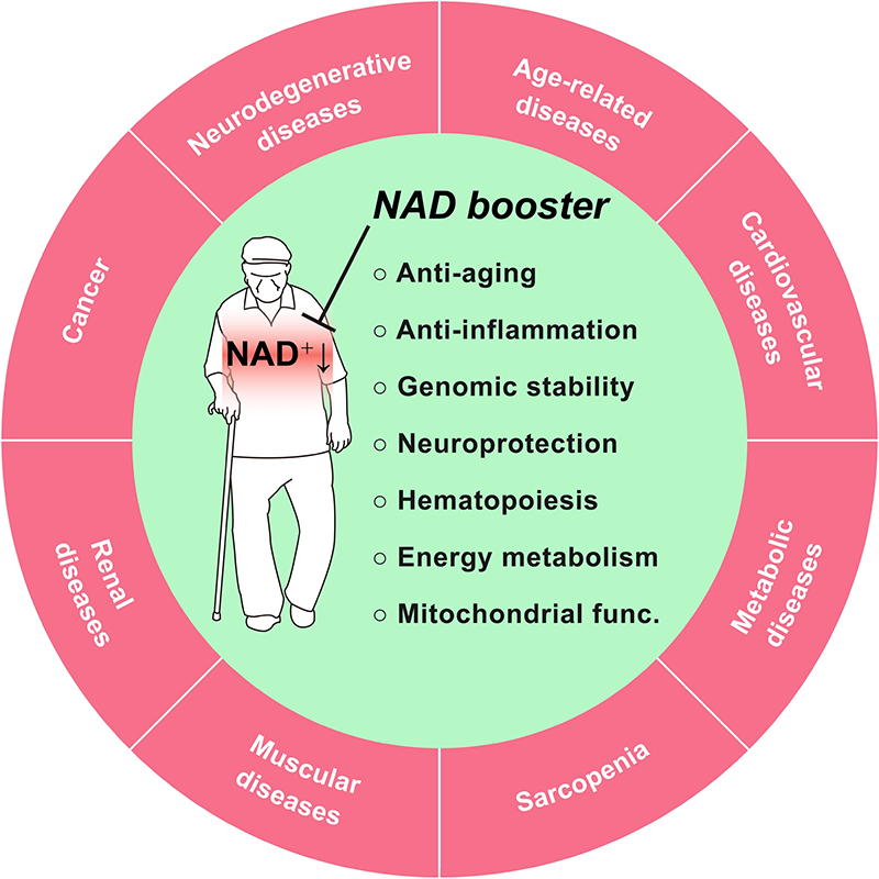 إطلاق العنان لإمكانات NMN: المفتاح إلى NAD+