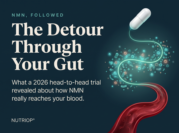 NMN, FOLLOWED — The Detour Through Your Gut: What a 2026 head-to-head trial revealed about how NMN really reaches your blood. A white capsule whose glowing teal path winds through tiny gut microbes before reaching a ruby-red blood vessel.