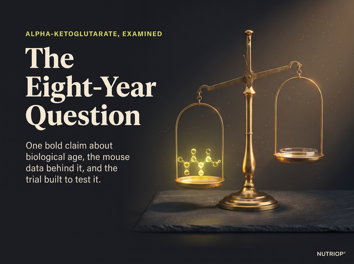 ALPHA-KETOGLUTARATE, EXAMINED — The Eight-Year Question: One bold claim about biological age, the mouse data behind it, and the trial built to test it. A small brass balance on graphite with a single citrine-yellow bead, lit by warm side light.