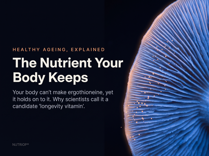 The Nutrient Your Body Keeps: Your body can't make ergothioneine, yet it holds on to it. Why scientists call it a candidate 'longevity vitamin'. Macro view of mushroom gills glowing cobalt blue and apricot on an ink-black background.