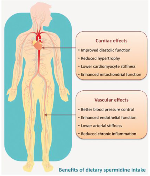 Spermidine And Its Effects On Human Health And Wellbeing