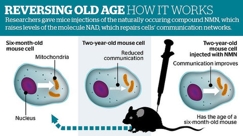 Image of Nutriop Longevity® Pure-NMN Νικοτιναμίδιο Μονονουκλεοτίδιο Ακραία Δύναμη 500mg Κάψουλες (x30) - 15 Γραμμάρια